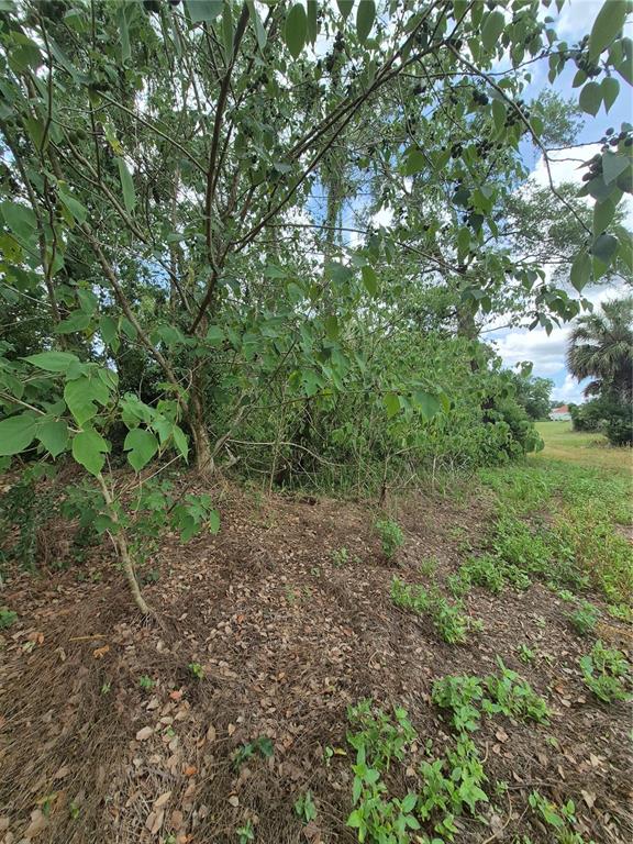 A view of a wooded area with trees, shrubs, and a grassy field in the distance — 8748 NE JACKSONVILLE ROAD, ANTHONY, FL