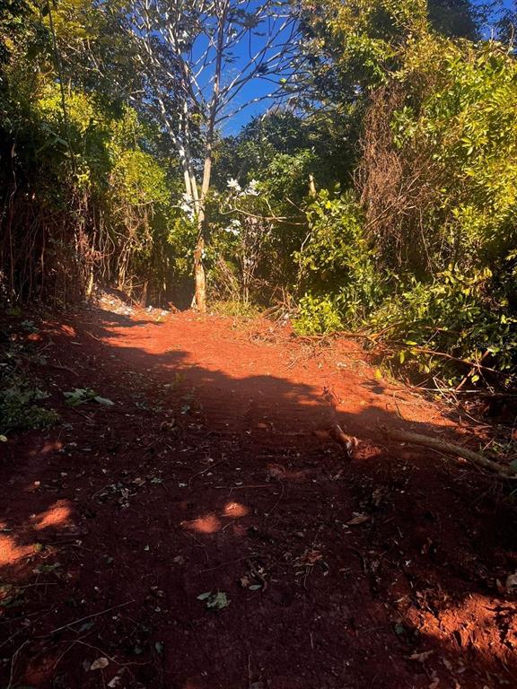 A dirt path leads into a wooded area with dense trees and foliage — Solar 27 BARRIO CORDILLERA, CIALES, PR