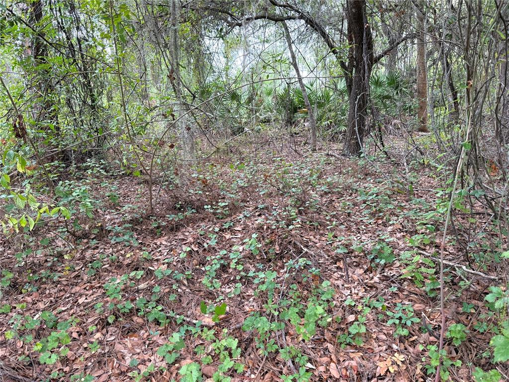 A wooded area with leaf litter, low-growing green plants, and various trees and shrubs — 368 NESTLE AVENUE, LEHIGH ACRES, FL