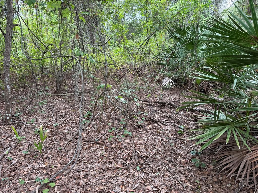 A view of a wooded area with dense vegetation, palmetto plants, and a leaf-covered ground — 368 NESTLE AVENUE, LEHIGH ACRES, FL