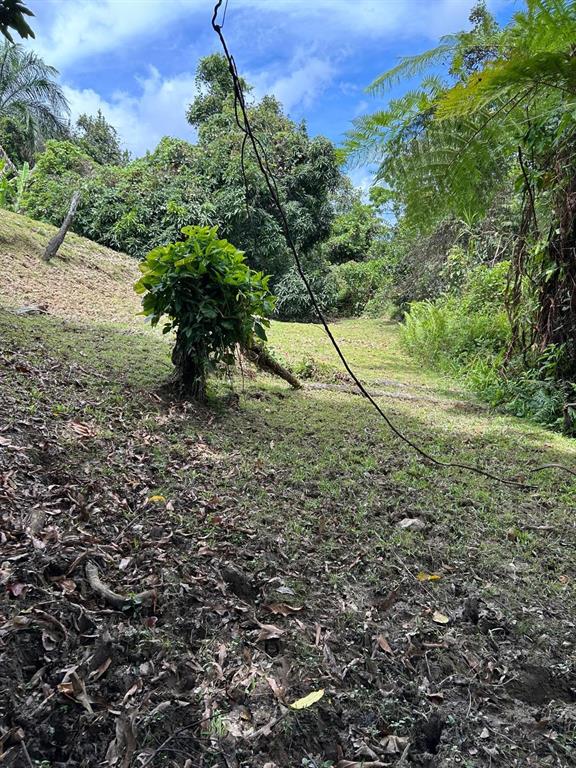 A grassy, sloped outdoor lot features a small tree and a hanging wire — PR 9989 INT, LUQUILLO, PR
