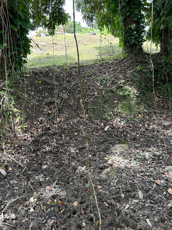 A muddy, uneven ground area sits below a grassy embankment framed by two large trees — PR 9989 INT, LUQUILLO, PR