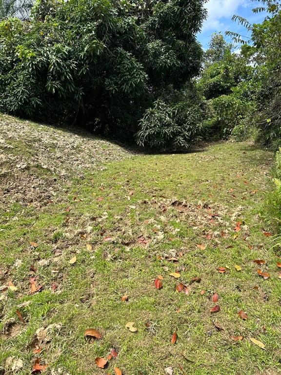 A grassy, sloped yard features scattered fallen leaves and dense trees in the background — PR 9989 INT, LUQUILLO, PR