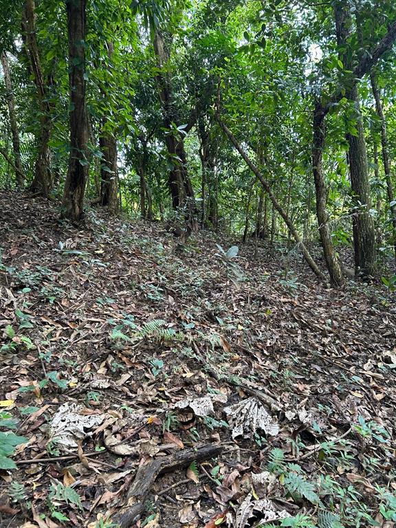 A sloped, wooded area covered in fallen leaves and scattered small plants under a canopy — PR 9989 INT, LUQUILLO, PR