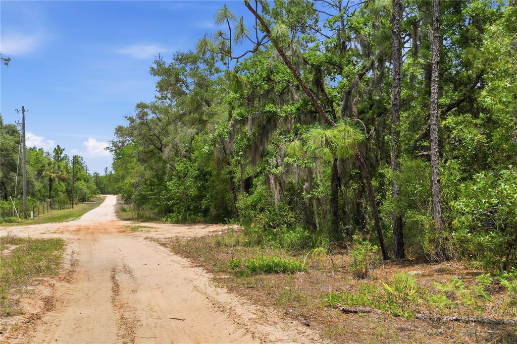 A sandy dirt road intersects in a wooded area with tall pine trees and Spanish moss — 5339 N LACE POINT, DUNNELLON, FL
