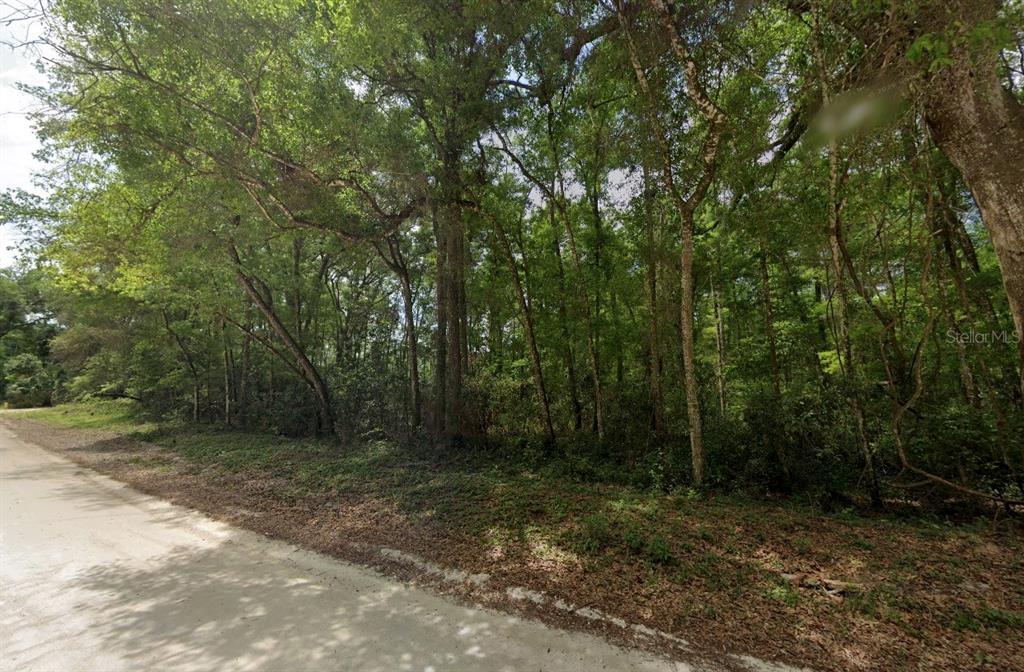 A dirt road runs alongside a densely wooded lot with many tall trees — 1200 NE 644TH STREET, OLD TOWN, FL