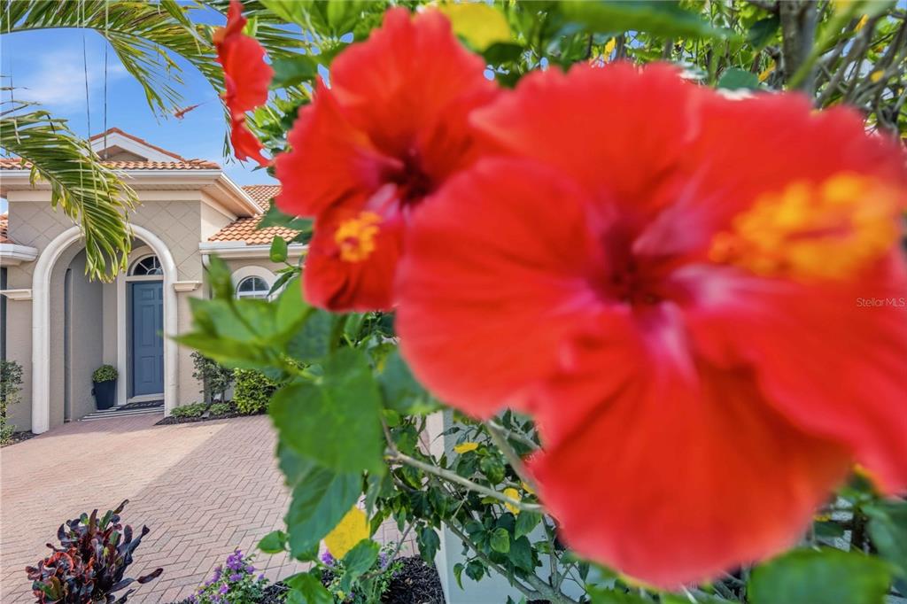 A close-up of red hibiscus flowers in front of a house with a paved driveway — 170 MONTELLUNA DRIVE, NORTH VENICE, FL