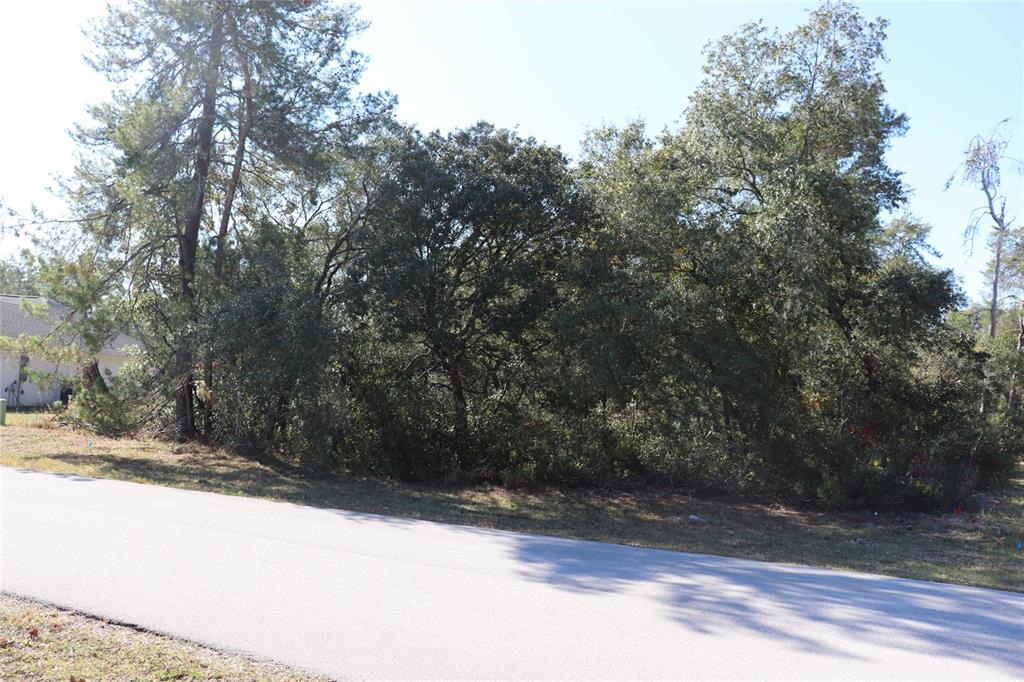 A paved road runs in front of a wooded lot with dense trees and shrubs — TBD SW 157TH STREET, OCALA, FL