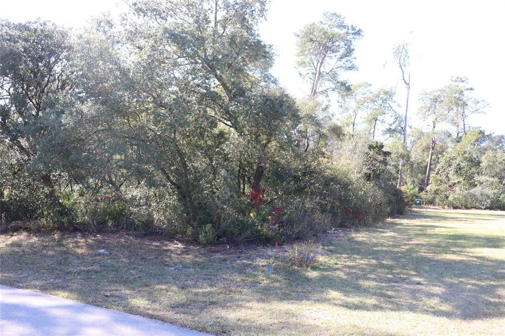A grassy lot features a dense cluster of trees and shrubs along a paved road — TBD SW 157TH STREET, OCALA, FL
