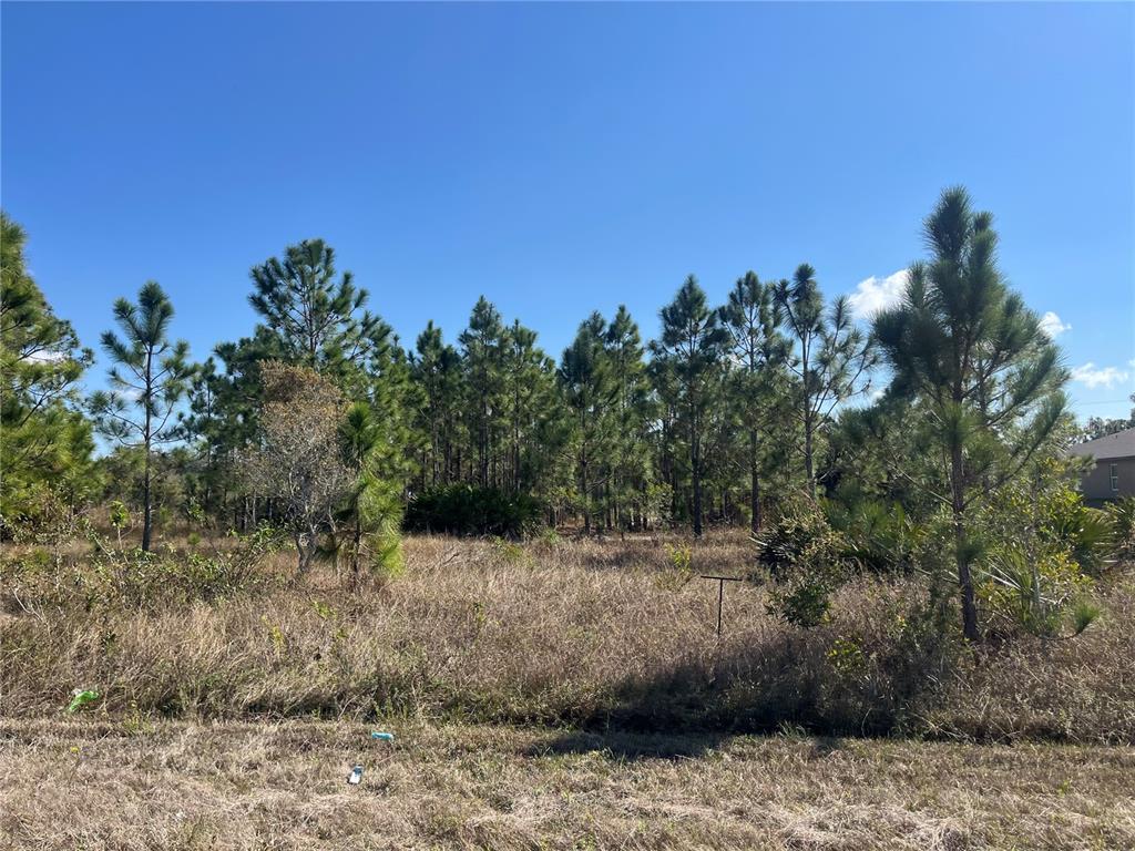 A vacant, grassy lot features scattered pine trees under a clear blue sky — 1247 BRUNELL AVENUE, FORT MYERS, FL