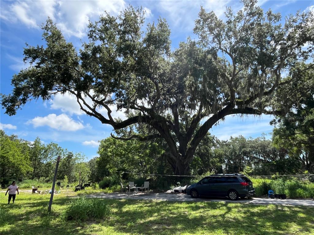 A large, mature oak tree with Spanish moss stands over a driveway and a parked minivan — 411 ALIBRANDI ROAD, LEESBURG, FL