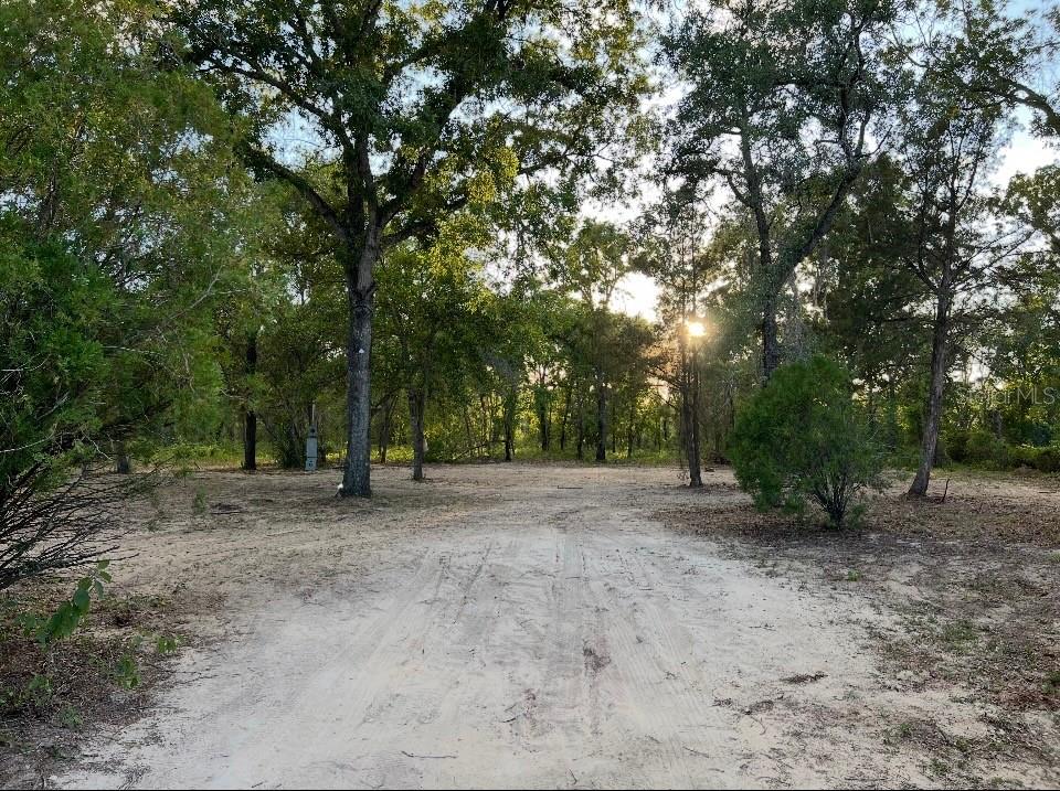A dirt driveway leads into a wooded lot with scattered trees and sunlight filtering through — 12055 FINCH ROAD, WEEKI WACHEE, FL