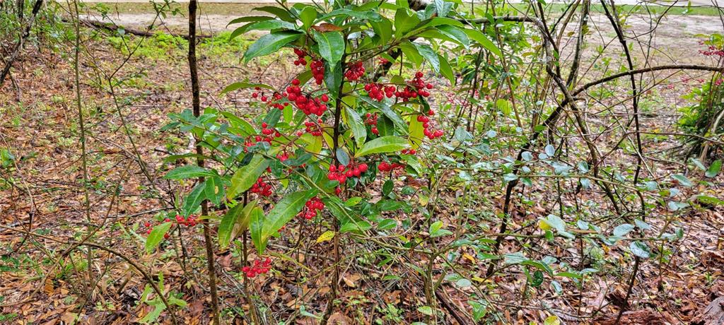 A small shrub with bright red berries grows in a wooded area — 1260 SW 91ST ST, GAINESVILLE, FL
