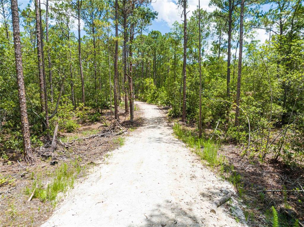 A dirt path leads through a dense forest of tall pine trees and green undergrowth — CEDAR ROAD, NEW SMYRNA BEACH, FL
