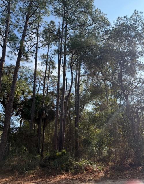 A wooded lot features tall pine trees and dense undergrowth under a clear blue sky — TBD NE 236 TERRACE, FORT MC COY, FL