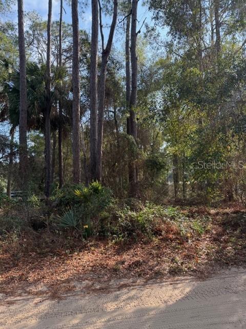 A view of a wooded lot with tall pine trees and dense undergrowth — TBD NE 236 TERRACE, FORT MC COY, FL