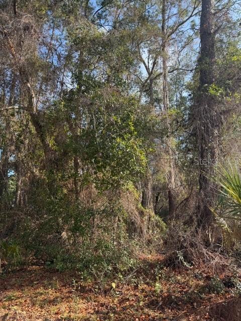 A dense, wooded lot with various trees and undergrowth under a clear blue sky — TBD NE 236 TERRACE, FORT MC COY, FL