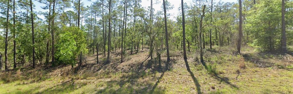 A wooded lot features a mix of tall pine trees and smaller deciduous trees — 00 SW SW ZINNIA COURT, DUNNELLON, FL