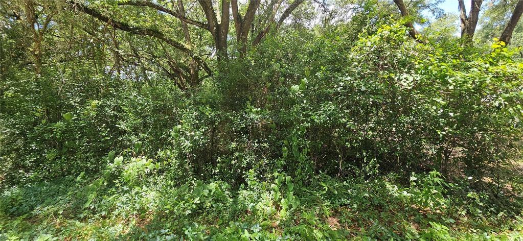 A dense thicket of green trees and shrubs fills a wooded residential lot — SE 27TH COURT, SUMMERFIELD, FL