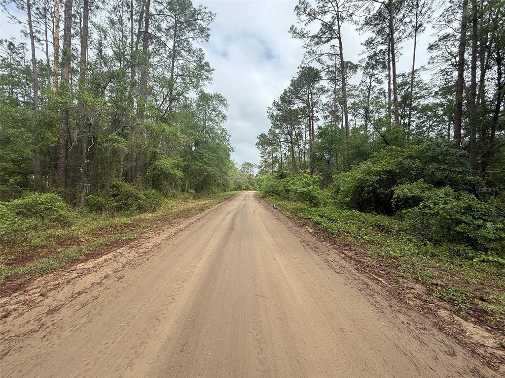 A dirt road stretches through a dense forest of tall pine trees — SEMINOLE AVENUE, INTERLACHEN, FL