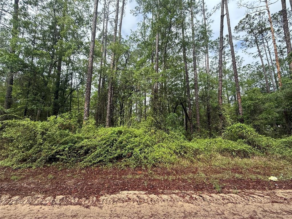 A dense, wooded lot with tall pine trees and thick underbrush along a dirt road — SEMINOLE AVENUE, INTERLACHEN, FL