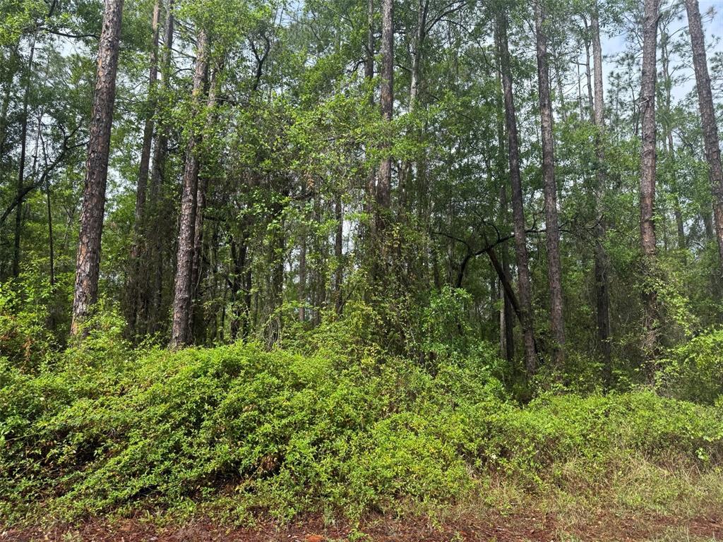 A dense, wooded lot features tall pine trees and thick underbrush in a natural setting — SEMINOLE AVENUE, INTERLACHEN, FL