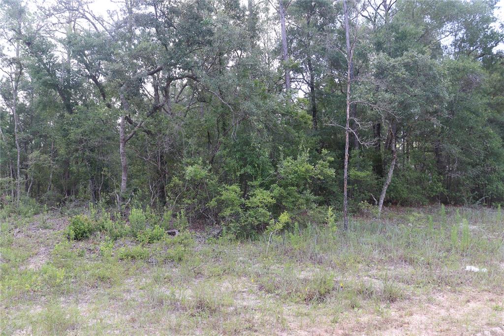 A view of a wooded, undeveloped lot with dense trees and low-lying vegetation — 653 VERCELLI LANE, DUNNELLON, FL