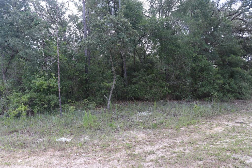 A wooded lot with a sandy foreground and dense trees in the background — 653 VERCELLI LANE, DUNNELLON, FL