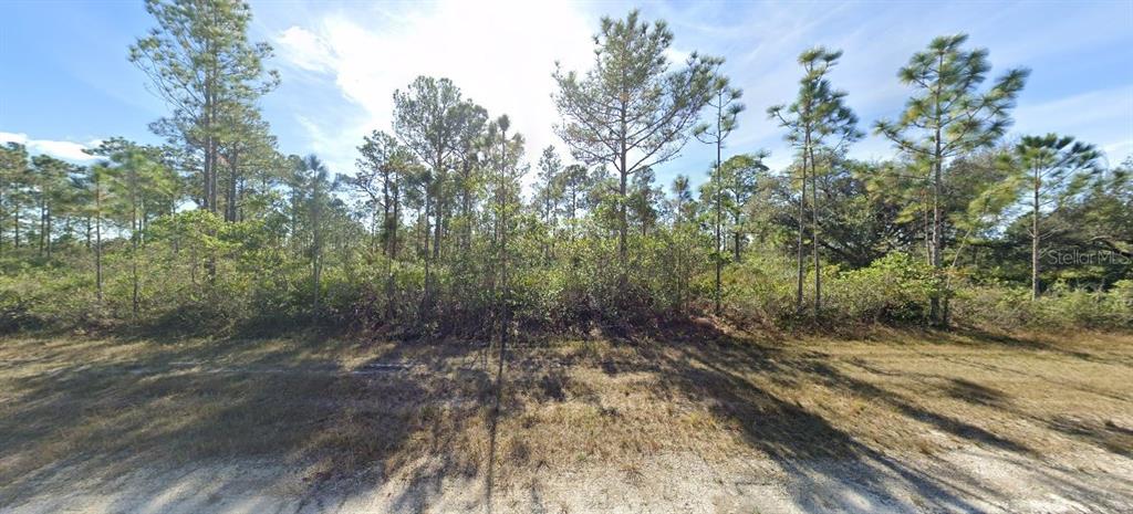 A view of a vacant, wooded lot with pine trees and low-lying brush — 809 PORTULACA DRIVE, INDIAN LAKE ESTATES, FL