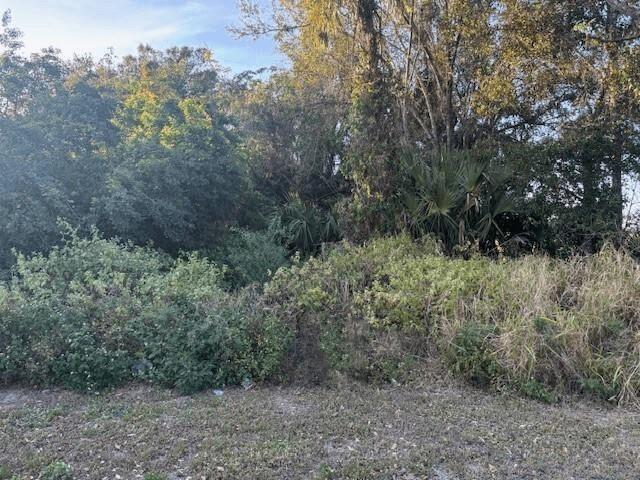 A dense, overgrown wooded area with various trees, shrubs, and tall grasses — 0 NE 13th Avenue, Okeechobee FL 34972, OKEECHOBEE, FL