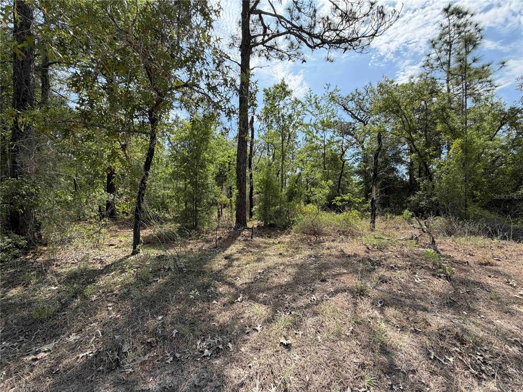 A wooded, undeveloped lot with scattered trees and dry ground cover under a blue sky — TBD NE 110 AVENUE, BRONSON, FL