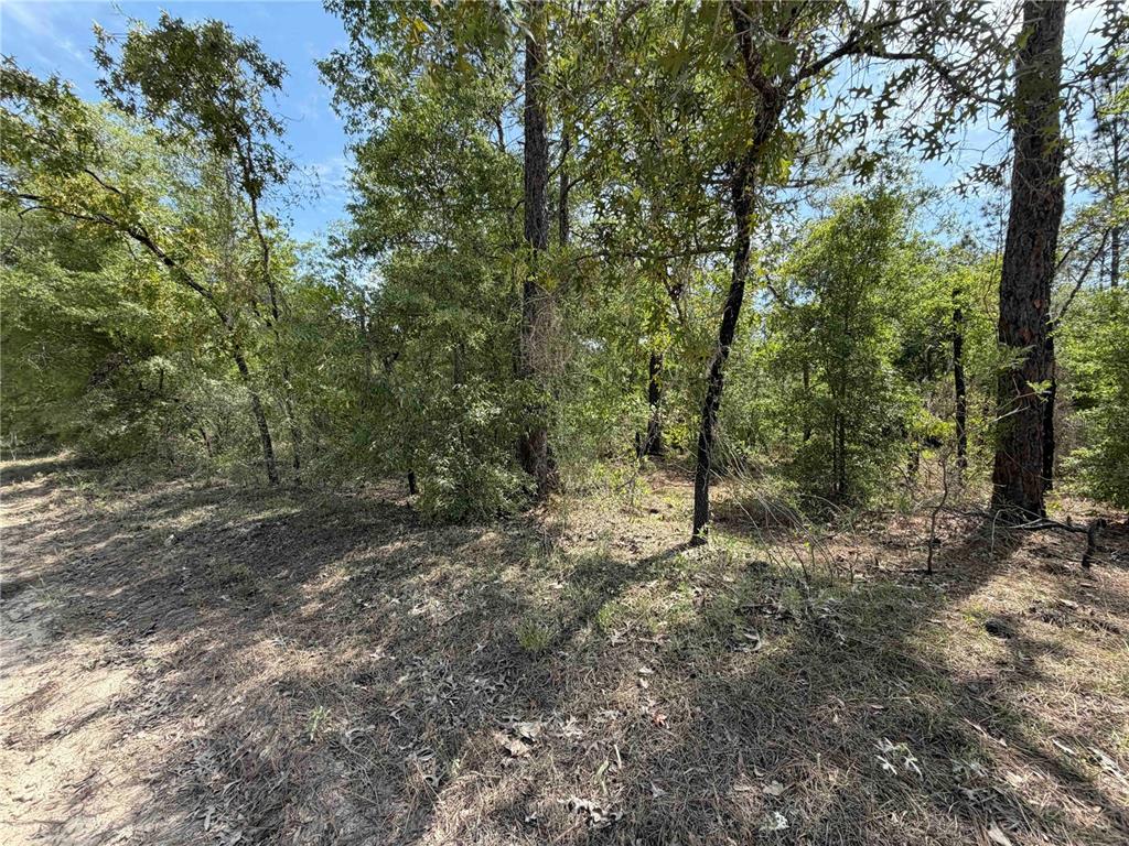 A wooded lot with scattered trees and dry ground under a clear blue sky — TBD NE 110 AVENUE, BRONSON, FL