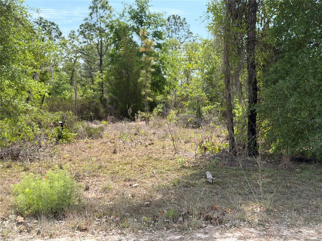 A view of a wooded, undeveloped lot with scattered brush and trees — TBD NE 110 AVENUE, BRONSON, FL