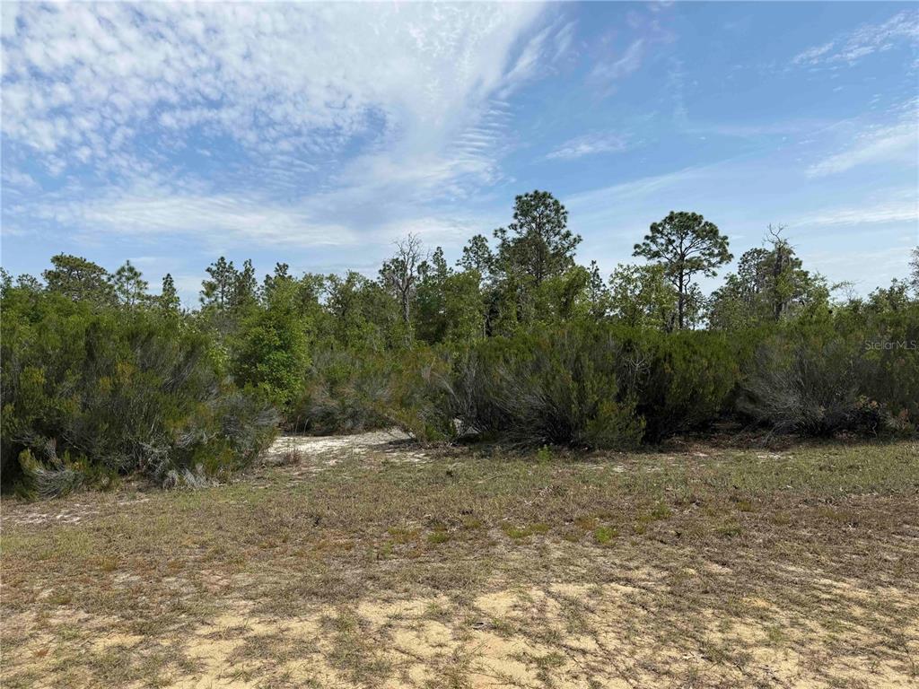 A view of a vacant, sandy lot with low-lying shrubs and scattered trees under a sky — TBD NE 110 AVENUE, BRONSON, FL