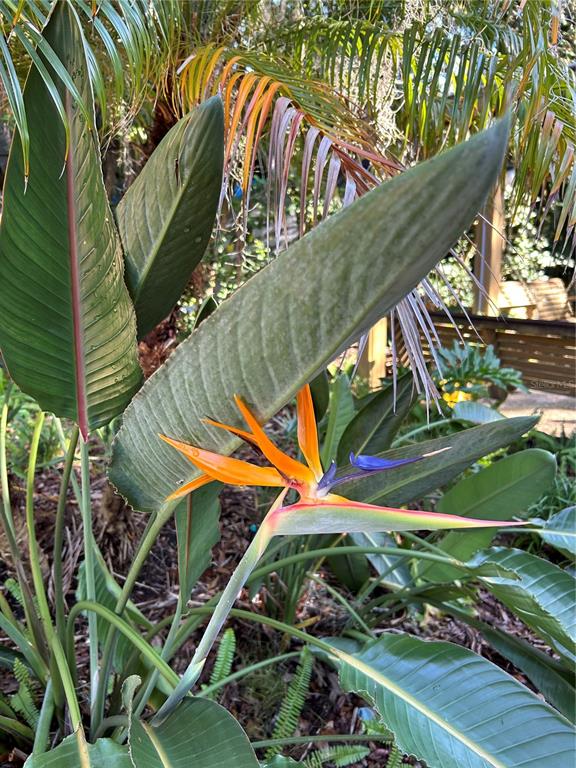 A vibrant orange and blue bird of paradise flower blooms in a lush garden setting — 313 GATOR ALLEY, LAKE WALES, FL