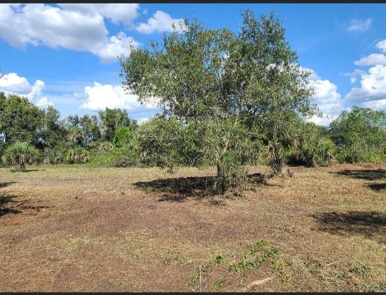 A large tree stands in the center of a dry, grassy, and partially cleared lot — 15996 NW 314TH STREET, OKEECHOBEE, FL