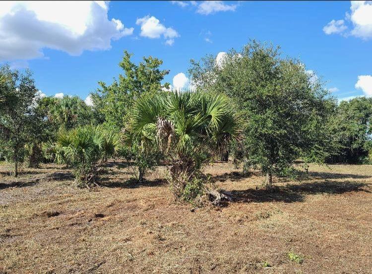 A grassy, partially cleared lot features several palm trees and mature oak trees under blue skies — 15996 NW 314TH STREET, OKEECHOBEE, FL
