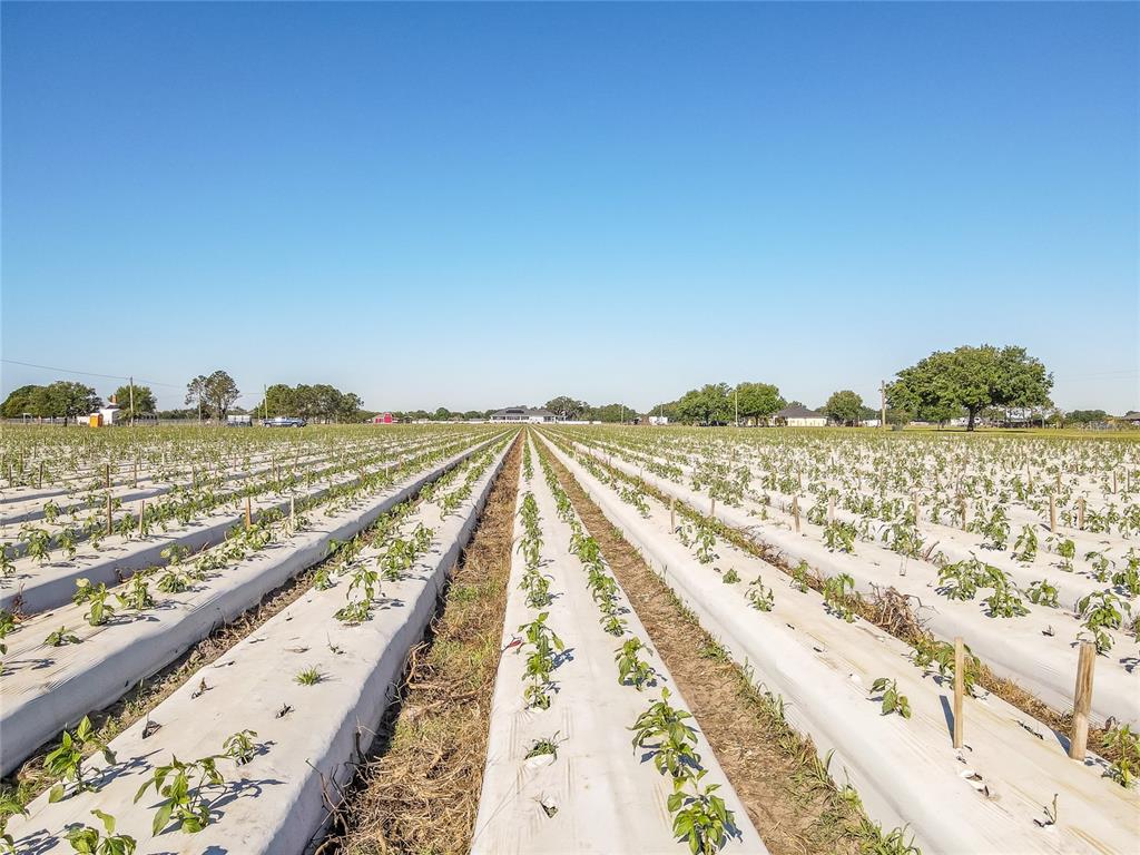 Rows of young plants grow in a field covered with white plastic mulch — 3811 OLD MULBERRY ROAD, PLANT CITY, FL