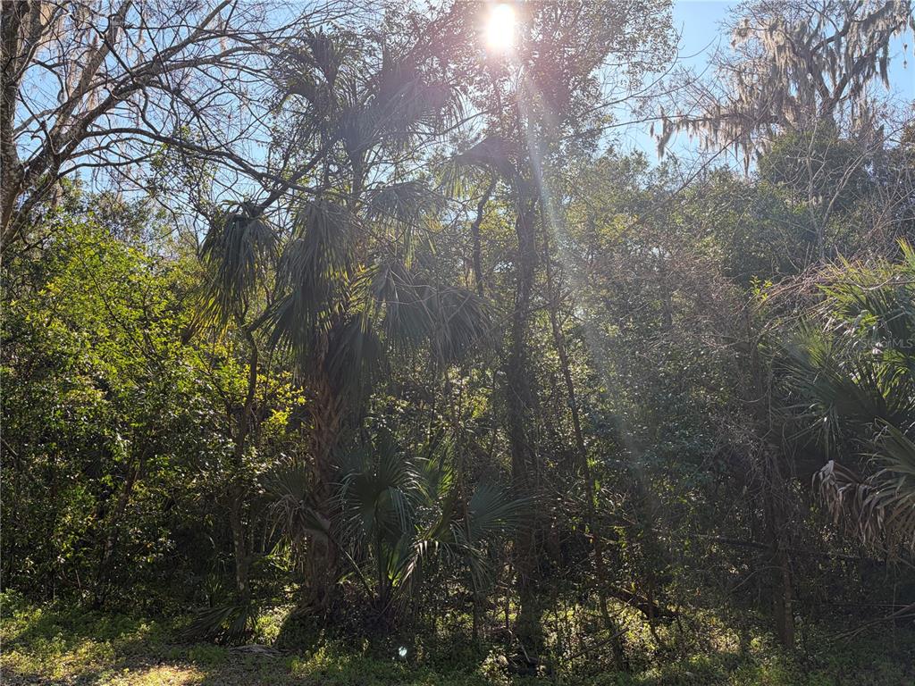 A sunlit, wooded lot features dense trees, palmettos, and Spanish moss — Lot 13 QUEBEC AVENUE, DE LEON SPRINGS, FL