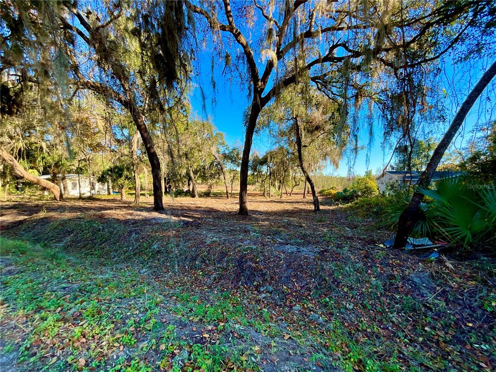 A wooded, undeveloped lot features mature trees with hanging moss and a small drainage ditch — Lot 66 & Lot 67 Ashley STREET, HAWTHORNE, FL