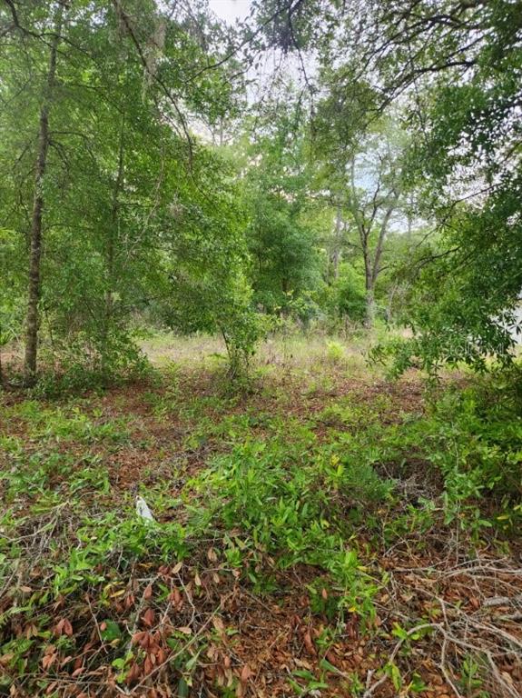 A wooded, undeveloped lot with dense trees and ground-level vegetation — 00 MARION OAKS PASS, OCALA, FL