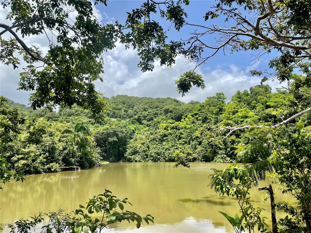 A view of a calm pond surrounded by dense green trees and a forested hill — 981, CEIBA, PR