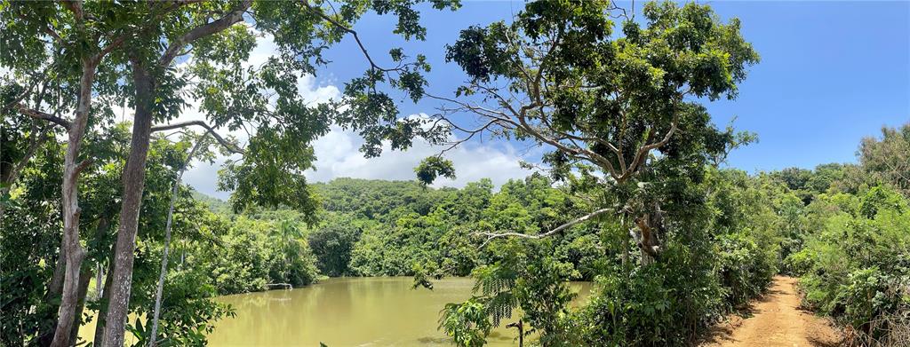 A dirt path runs alongside a pond surrounded by dense green trees under a blue sky — 981, CEIBA, PR