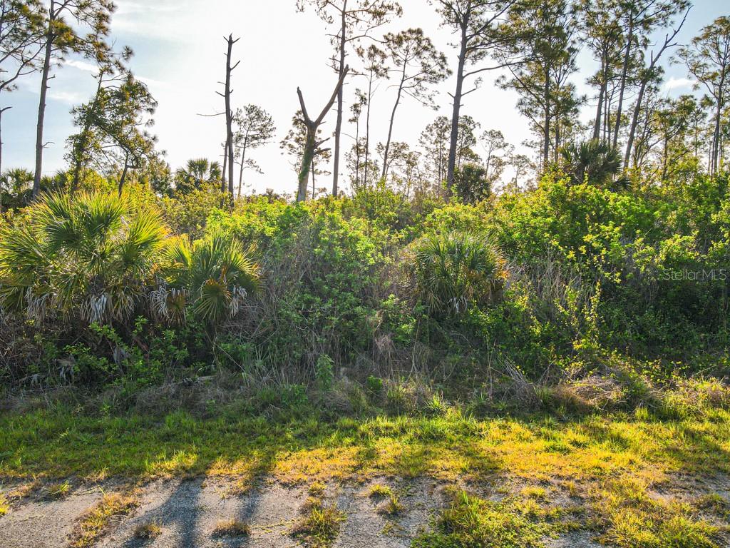 A view of a wooded, undeveloped lot with dense vegetation and tall pine trees — BLUELEAF DRIVE, NORTH PORT, FL