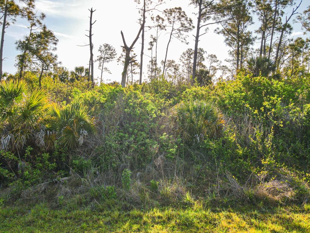 A dense, overgrown wooded lot featuring tall pine trees and various shrubs and palmettos — BLUELEAF DRIVE, NORTH PORT, FL