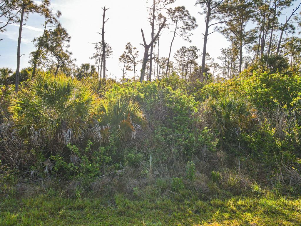 A view of a wooded lot featuring saw palmettos and tall pine trees — BLUELEAF DRIVE, NORTH PORT, FL