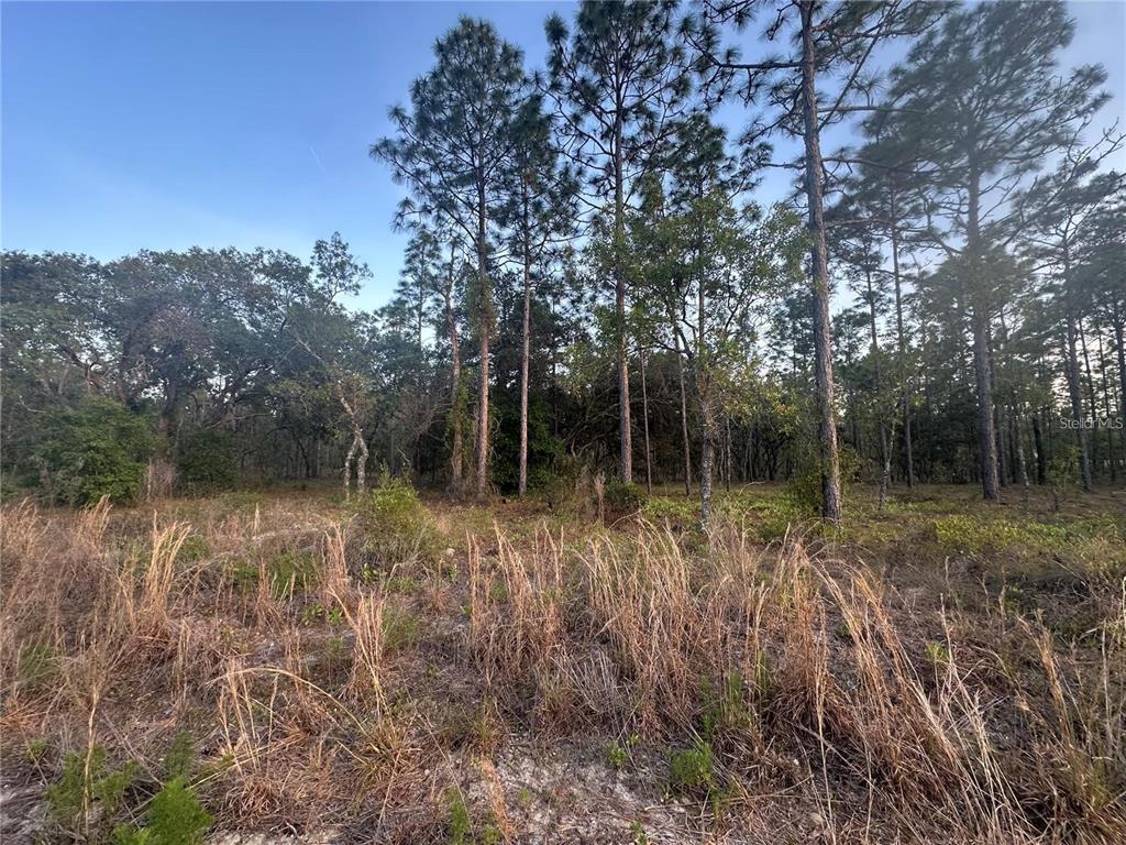 A view of a vacant, grassy lot with tall pine trees in the background — LOT 3 NW AMBERJACK AVE., DUNNELLON, FL
