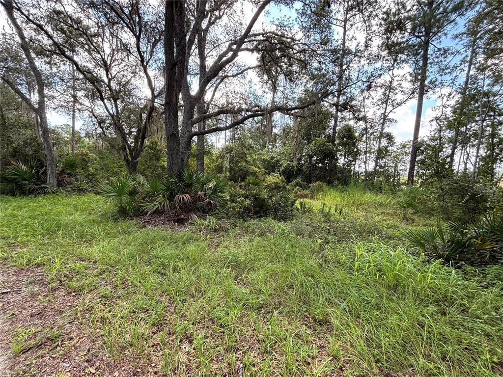 A wooded lot features tall trees, palmetto bushes, and tall grass under a blue sky — 246 BROWNS HAMMOCK ROAD, CRESCENT CITY, FL