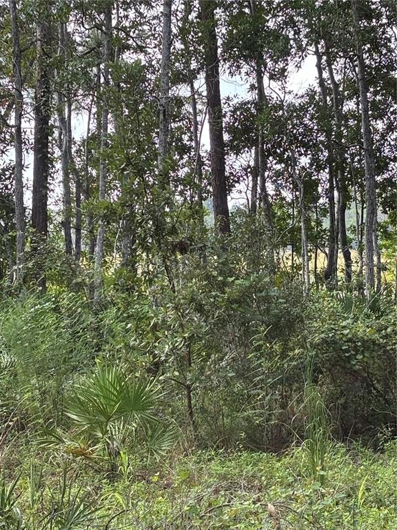 A dense wooded area with tall pine trees and low-lying palmetto shrubs — 246 BROWNS HAMMOCK ROAD, CRESCENT CITY, FL