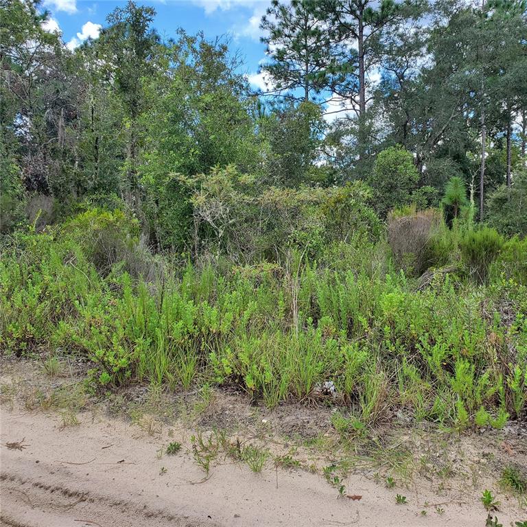 NE 66TH LANE, WILLISTON, FL — photo 2 of 3